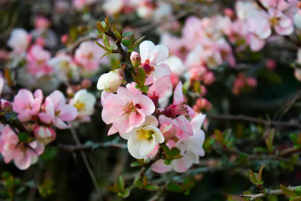 An abundance of pink and white flowers on a Quince bush flowering in the Spring.
