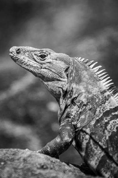 istock Portrait of a wild tropical iguana 1466950868