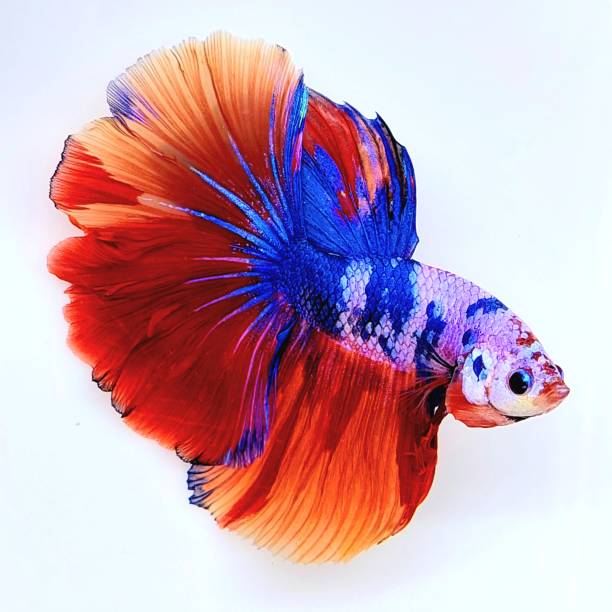 Multicolor Halfmoon Betta Fish Multicolor Candy Pink Purple Blue Red Orange Very beautiful betta fish original from our betta farm siamese fighting fish stock pictures, royalty-free photos & images