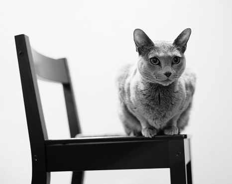 A grayscale shot of an adorable Russian blue cat sitting on a chair