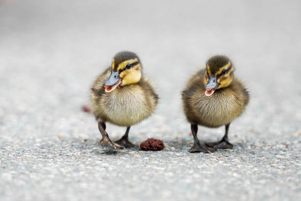istock Selective focus shot of two cute ducklings 1466951462