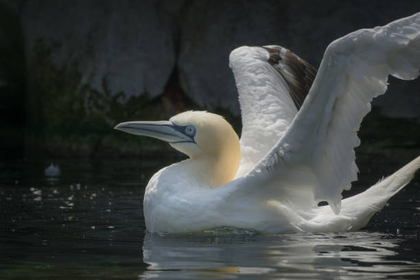 A selective of a northern gannet (Morus bassanus) wading in a pond