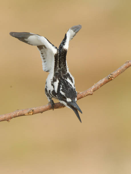 istock A lesser piebald kingfisher standing with wings open on a branch in a blurry background. 1466951891
