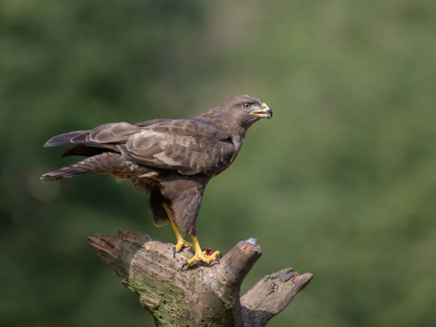 istock Close-up shot of a buzzard standing on a broken branch in a blurry background. 1466951925