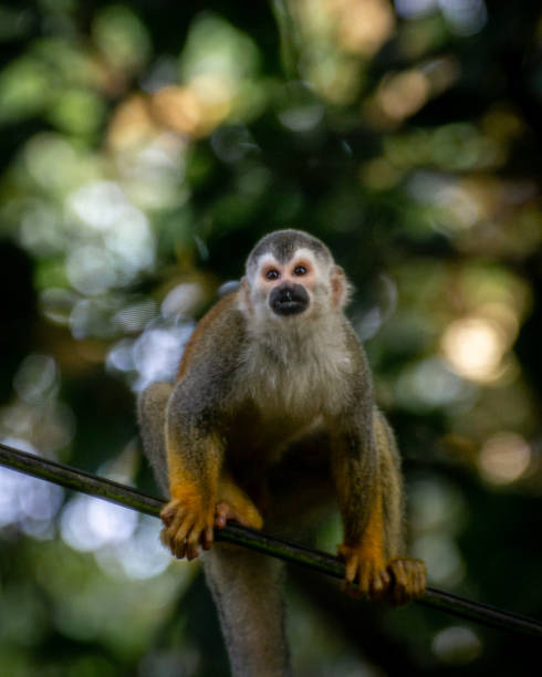 istock Closeup shot of a Squirrel monkey sitting on a pipe on a blurry background 1466952047