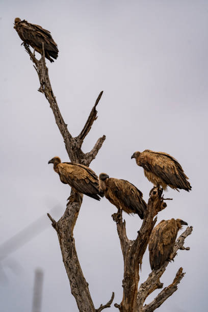 istock Several vultures perched on a tree branch against a cloudy sky 1466952069