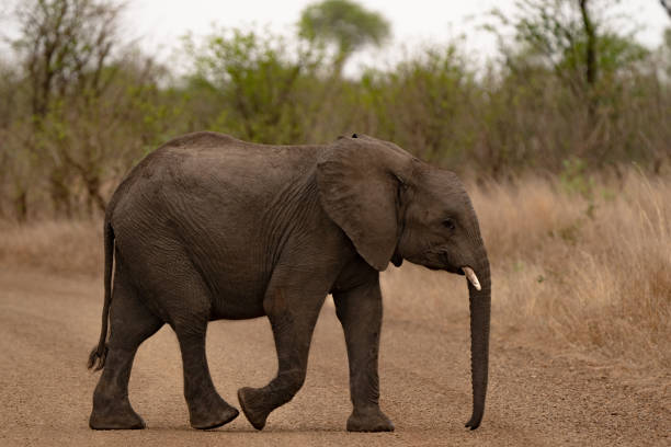 istock Selective focus shot of an African young elephant 1466952081