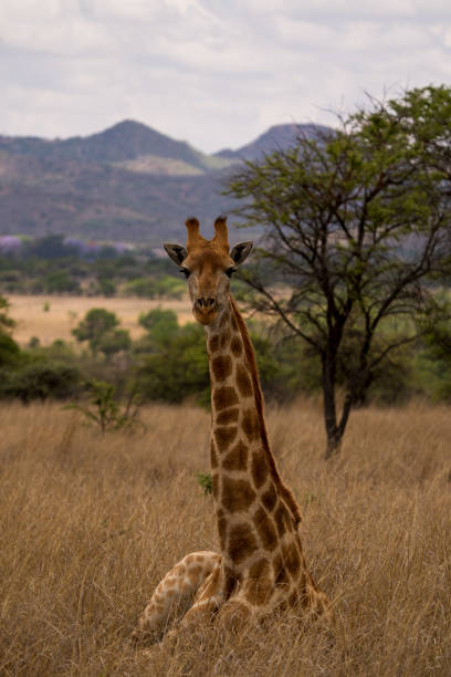 istock Vertical shot of giraffe relaxing in dry grass field 1466952084