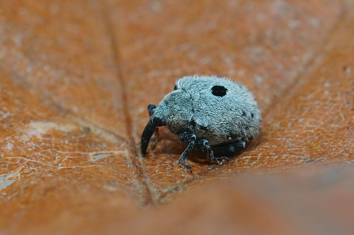 Detailed closeup on a small plant parasite weevil beetle, Cionus olens, which feeds on Verbascum plants