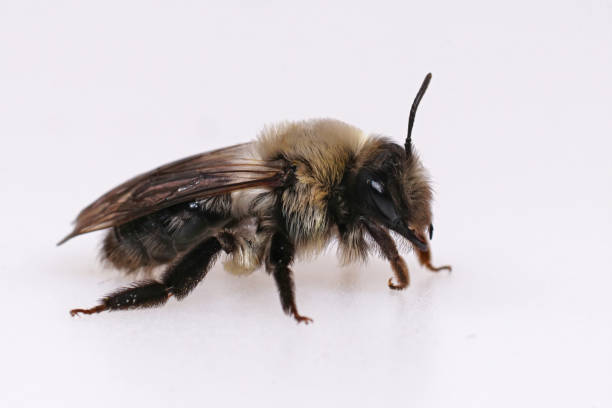 istock Closeup on a female Grey-backed mining bee, Andrena vaga, agains 1466952501