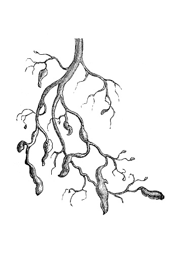 Roots that have been damaged by phylloxera