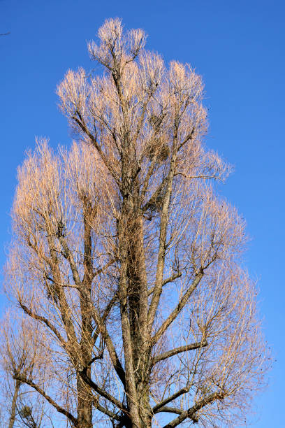 istock Vertical shot of a tree with dry branches under the blue sky 1466953997