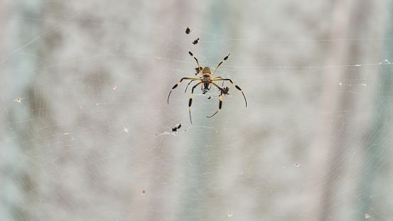 Stock photo showing the stripy legs and patterned body of a European garden spider or English cross spider - named because of the pattern of white dots on the back of this common arachnid that form the shape of a cross. Also known as diadem, orb and orbweaver spiders, the orbweaver weaves its spiral web to catch insects and waits patiently in the centre for its prey to arrive.