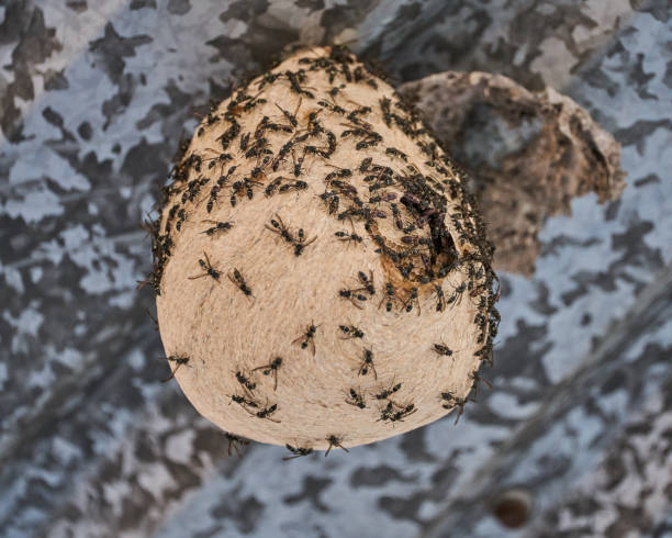 istock Small bee that lives in an egg-shaped honeycomb and produces 1466954216