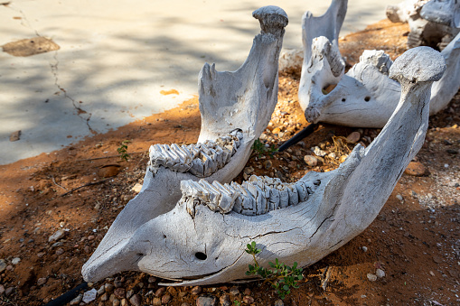 A close up shot of an old elephant Jaw from Etosha National Park Namibia