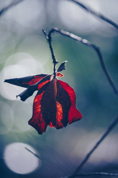 istock Vertical shot of single red leaf on a branch after leaf fall.wallpaper 1466954947