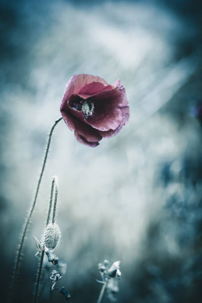 A vertical shot of  spring poppy on a blurry background.Wallpaper