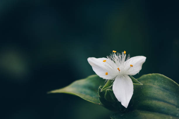istock White tradescantia riverine on a green background 1466954955