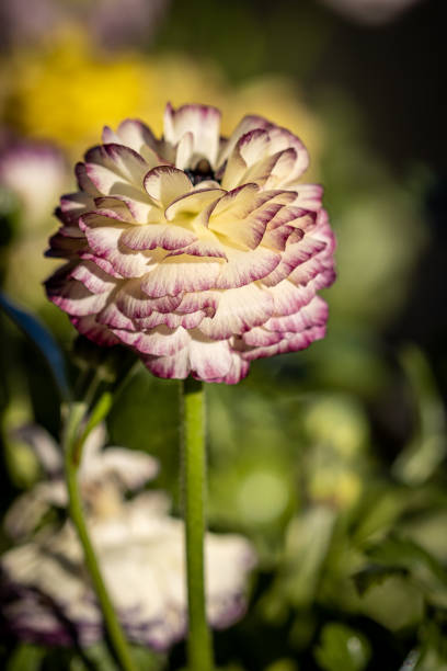 istock Vibrant carnation in the sun 1466955159