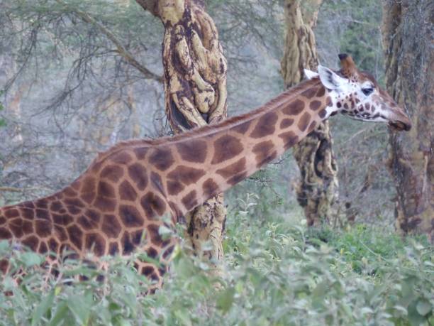 istock View of a beautiful giraffe in a field on a sunny day 1466955435