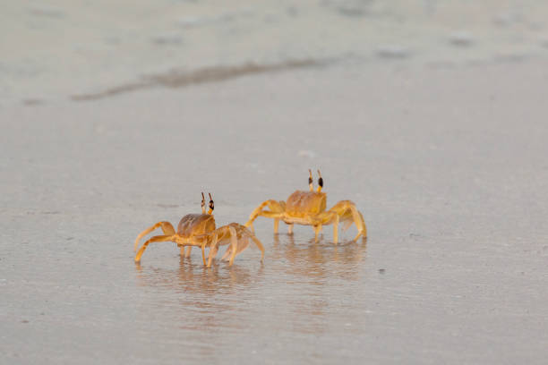 istock Crabs on sandy beach in Salalah, Oman 1466955585
