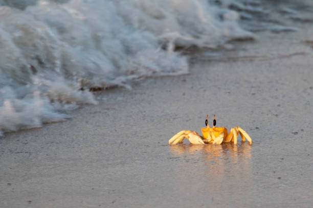 istock Crab on sandy beach in Salalah, Oman 1466955589