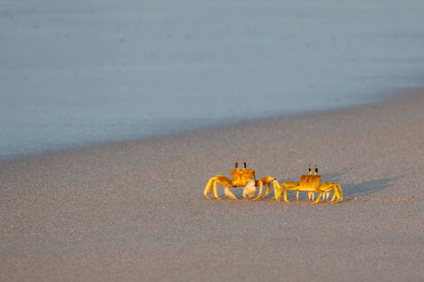 istock Crabs on sandy beach in Salalah, Oman 1466955590