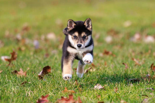 istock Adorable husky puppy running around on green grass 1466956510