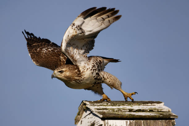 istock Selective focus shot of a hawk that is about to dive for a prey 1466956588
