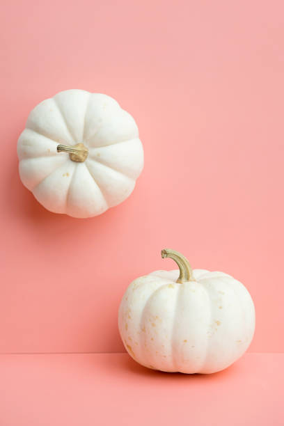 istock White pumpkins on pink. Autumnal or Halloween concept. 1466956749