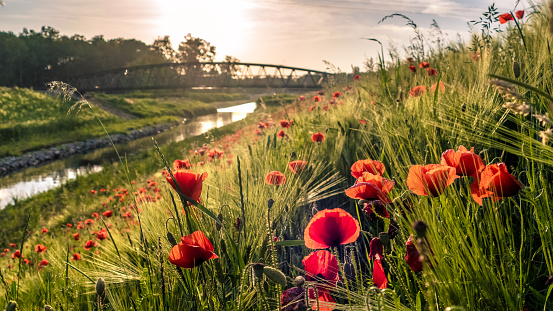 A scenic view of red poppies in the field near the river at sunrise