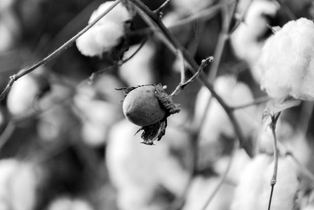 Levant Cotton in Guatemala, central america. Gossypiumherbaceum