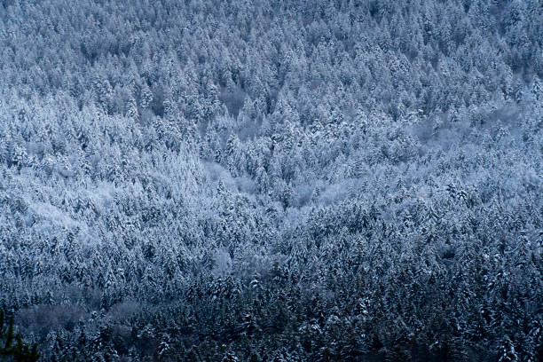 istock Aerial view of a dense forest covered in snow 1466957715