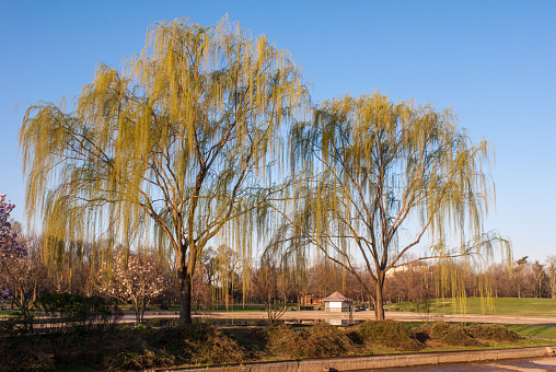 Willow trees in summer on the National Mall