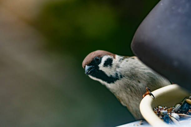istock Closeup of a House sparrow on a feeder 1466958003