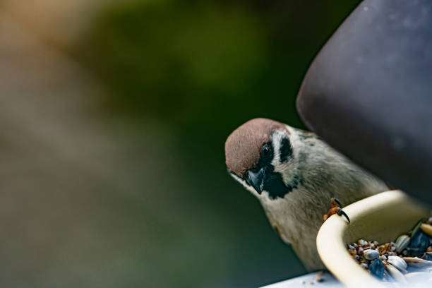 istock Closeup of a House sparrow on a feeder 1466958006