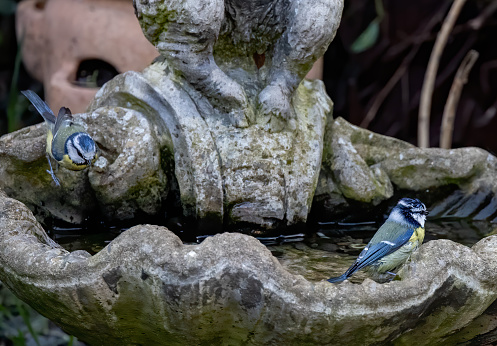 A closeup shot of the Blue Tits on the stone sink full of water