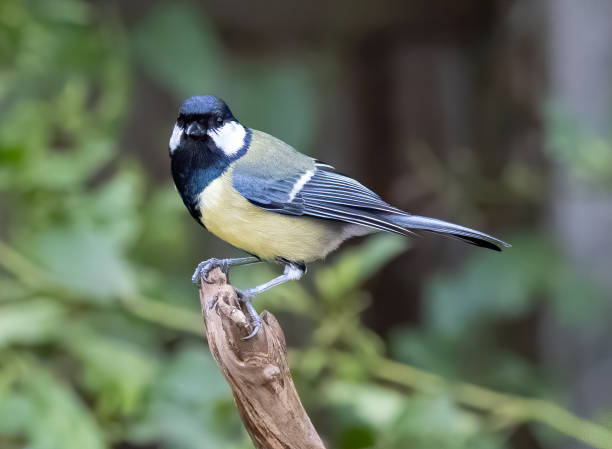 istock Cute great tit bird perched on a twig in a park 1466958160