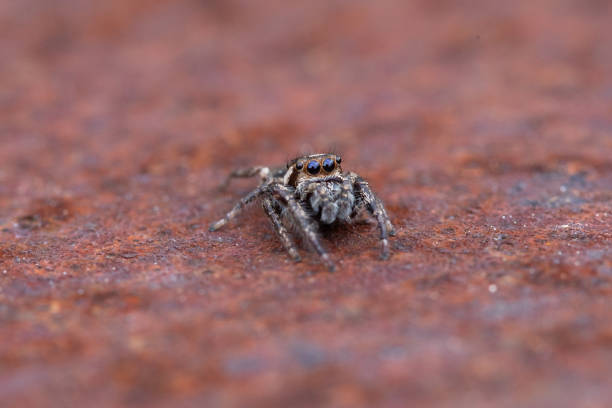 istock Jumper spider crawling on the ground 1466958172