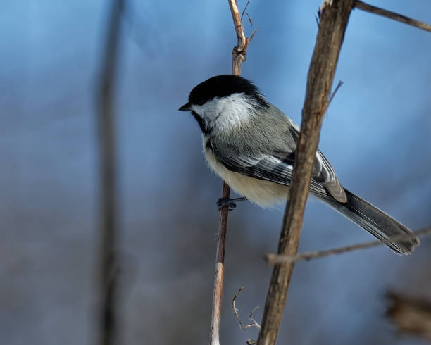 istock Beautiful black-capped chickadee perched on a tree branch 1466958180