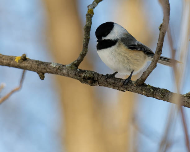 istock Beautiful black-capped chickadee perched on a tree branch 1466958181