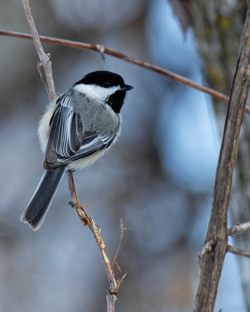 istock Beautiful black-capped chickadee perched on a tree branch 1466958182