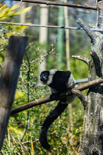 istock Vertical shot of a monkey sitting on a tree branch 1466958270
