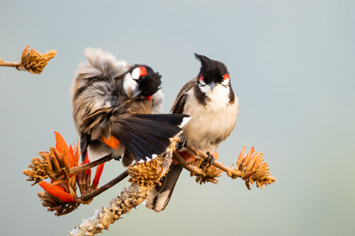 A closeup shot of the two red-whiskered bulbuls (Pycnonotus jocosus) perched on a branch