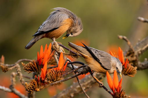 A closeup shot of the two common starlings (Sturnus vulgaris) perched on a branch