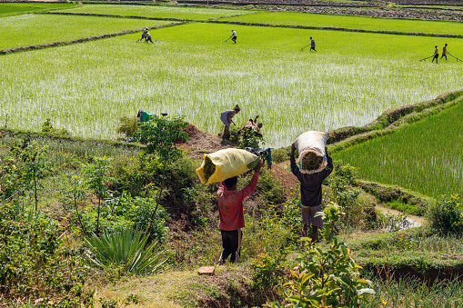 Ranomafana, Madagascar - November 1. 2022: Malagasy farmers, working on rice fields. Agriculture is one of the main means of livelihood in the countryside.