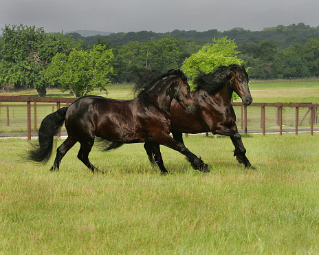 Big strong black horse