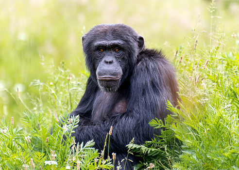 portrait of a thougtful chimpanzee