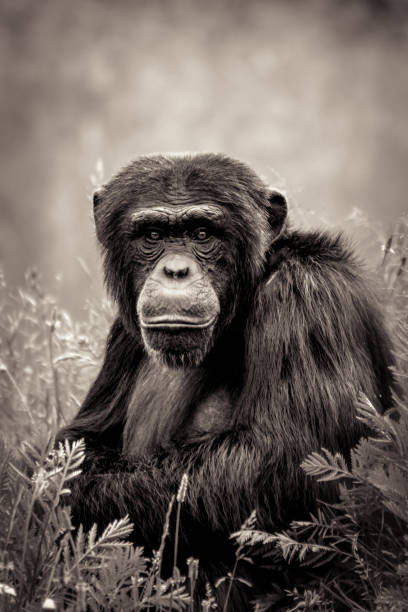 istock Grayscale shot of a monkey 1466958634