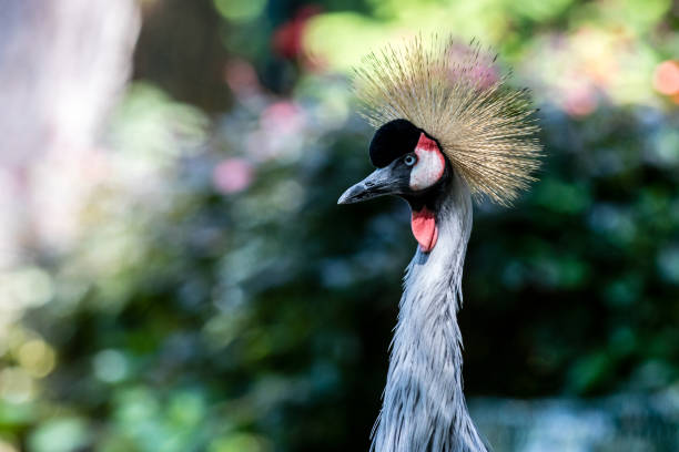 Single Grey Crowned Crane walking trough a pond and looking away. This Crane bird living in an Aviary.